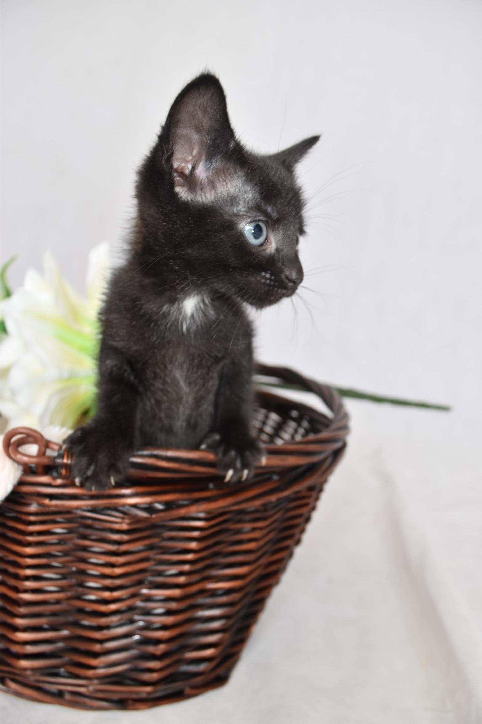 half siamese kittens in CR4 London for £150.00 for sale