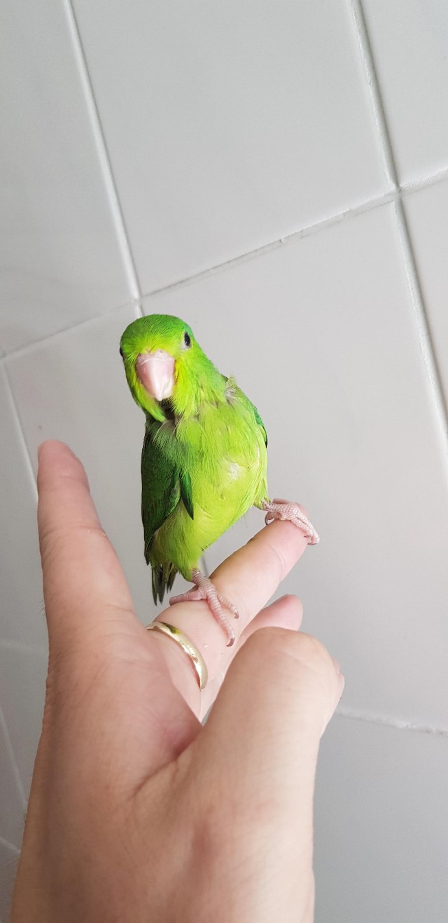 parrotlet parrot in Walsall for £55.00 for sale Shpock