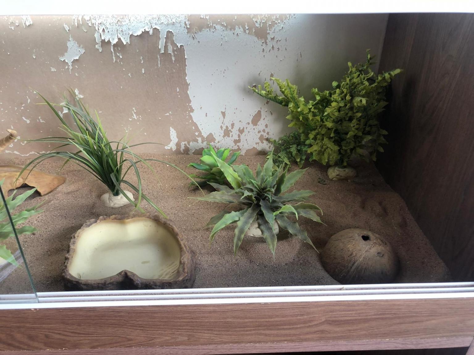 L24 Hale's Bearded Dragon Vivarium is on sale £60.00