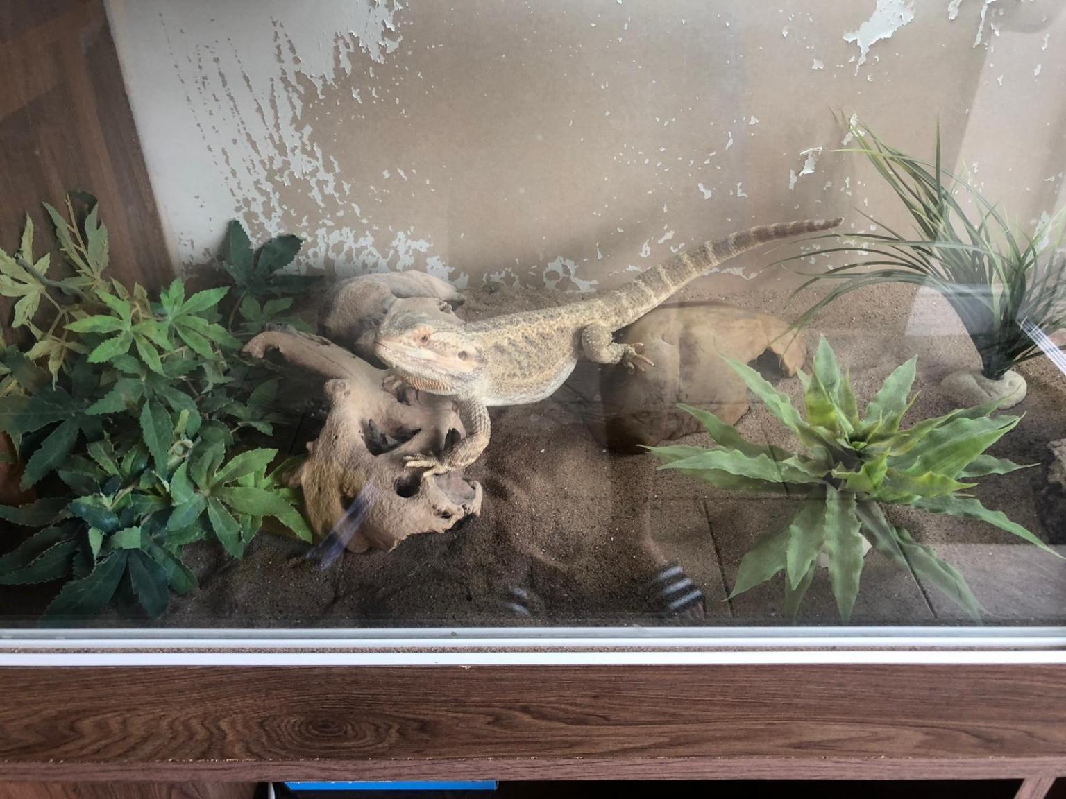 L24 Hale's Bearded Dragon Vivarium is on sale £60.00