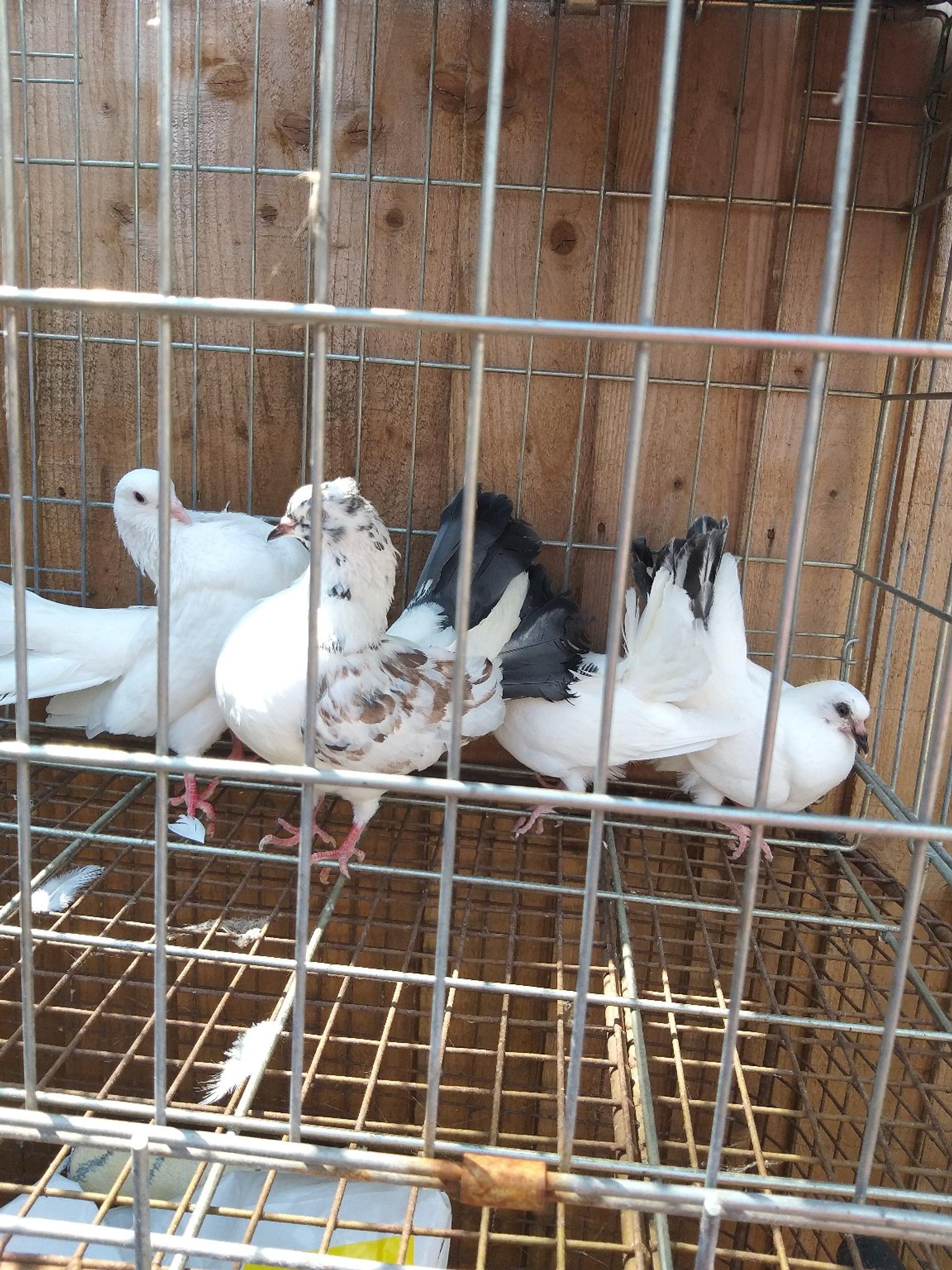fantail pigeon family for sale in B27 Birmingham for £30.00 for sale