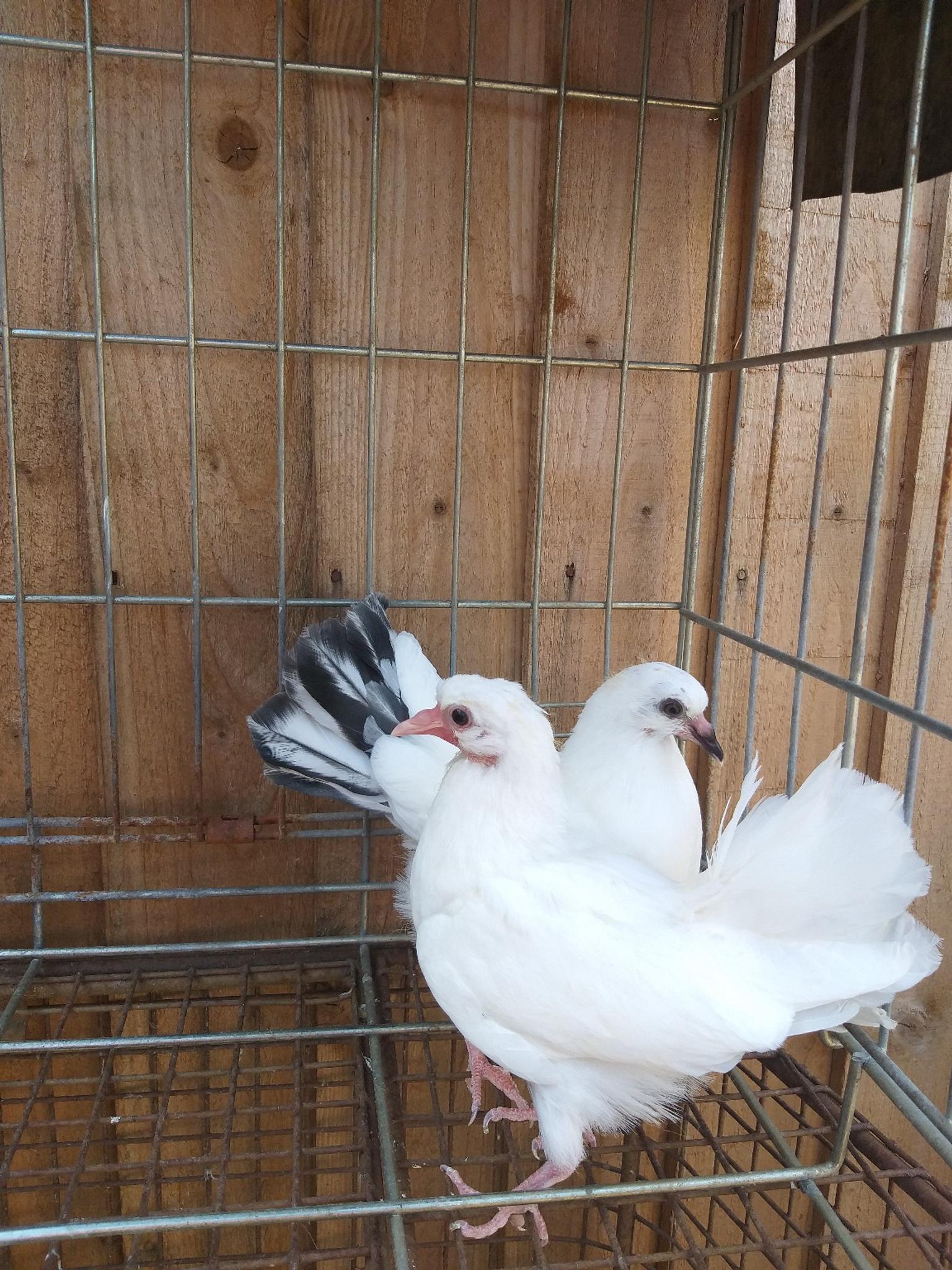 fantail pigeon family for sale in B27 Birmingham for £30.00 for sale