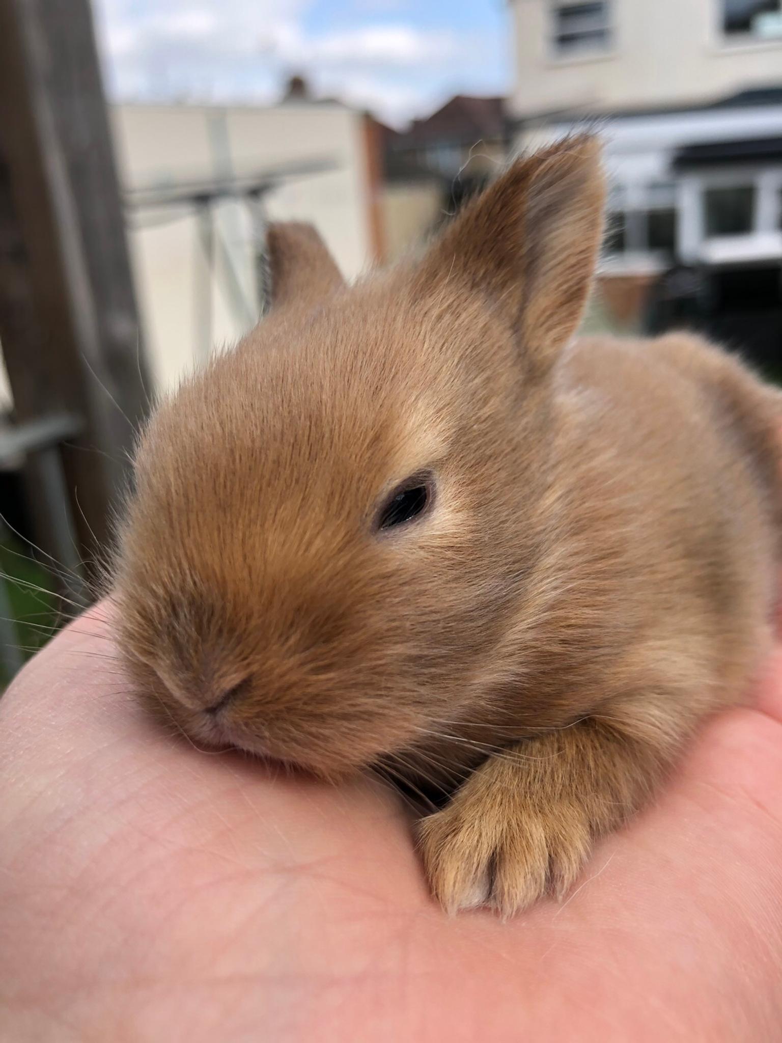 Netherland dwarf cross lionhead baby bunnies in NN15