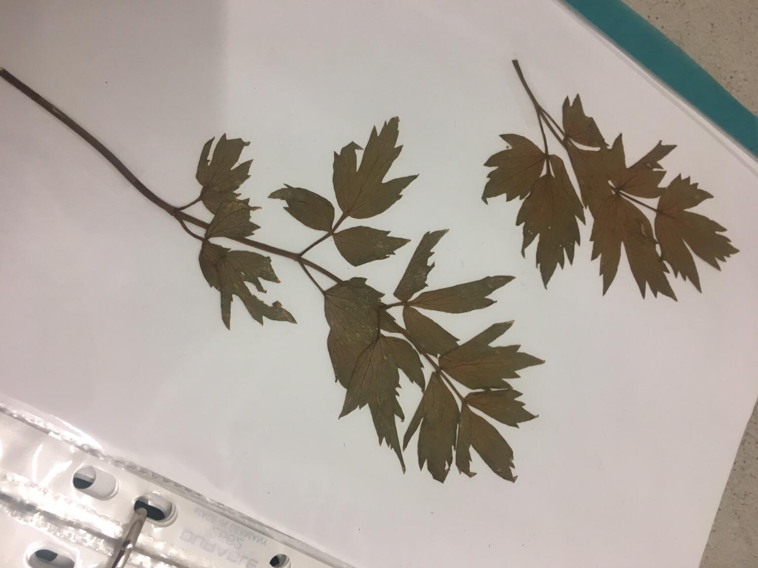 Herbarium in 9020 Klagenfurt für € 10,00 zum Verkauf