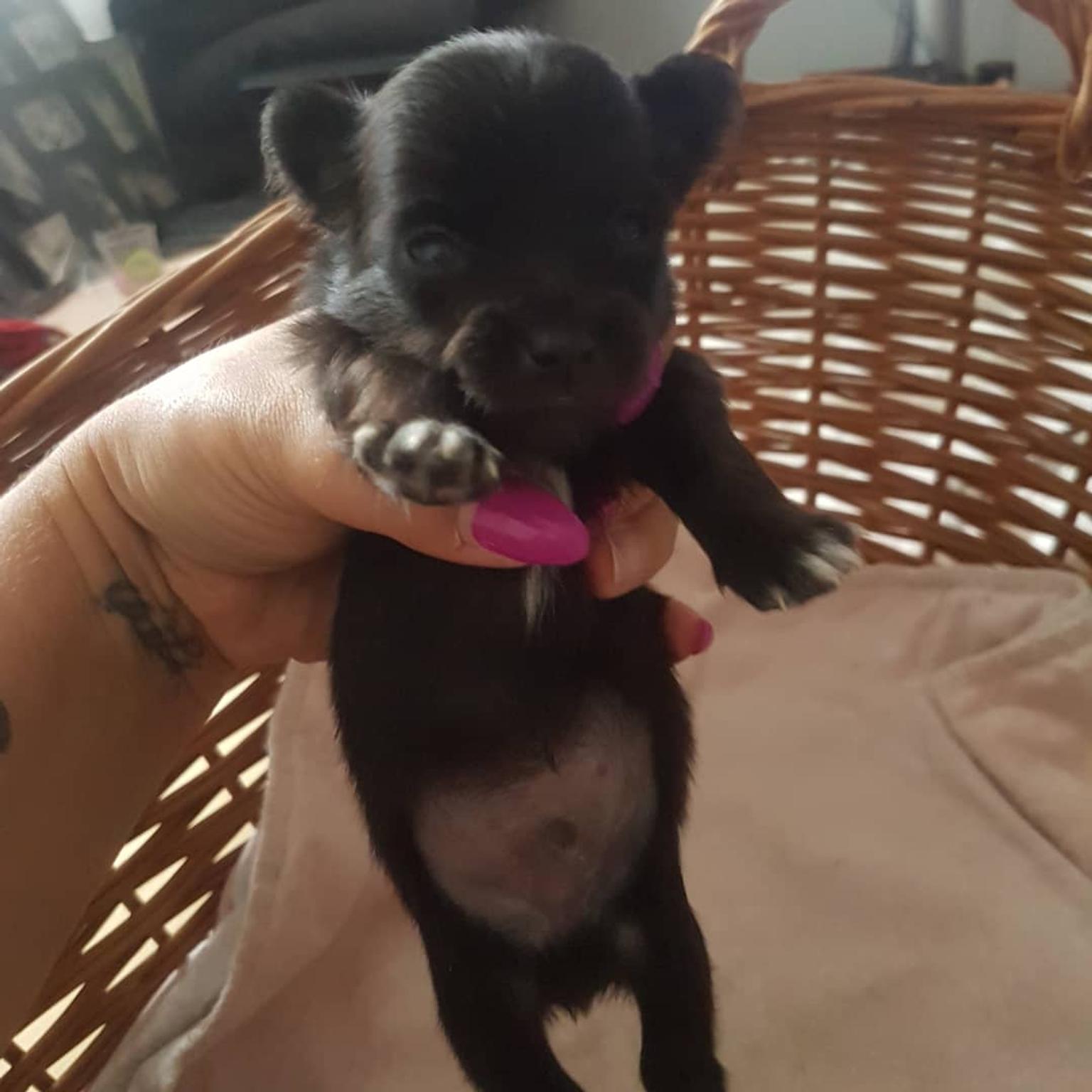Mini Chihuahua Welpen 2 Rüden in 64293 Darmstadt für 800,00 € zum