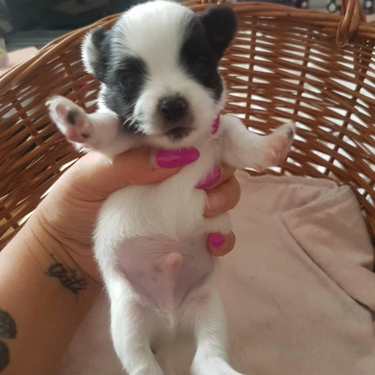 Mini Chihuahua Welpen 2 Rüden in 64293 Darmstadt für 800