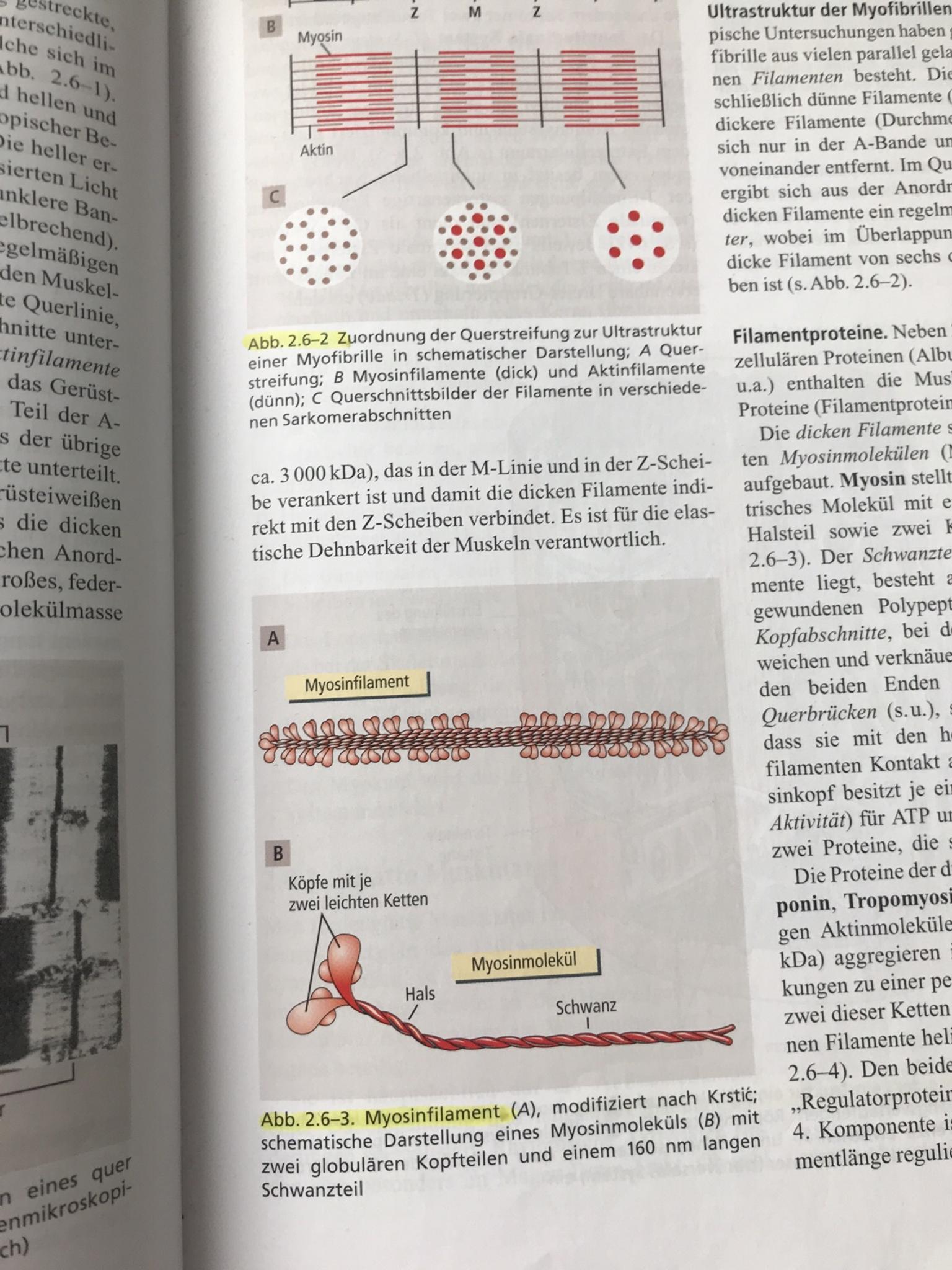 Anatomie, Physiologie & Pathophysiologie in 2601 Gemeinde Sollenau für