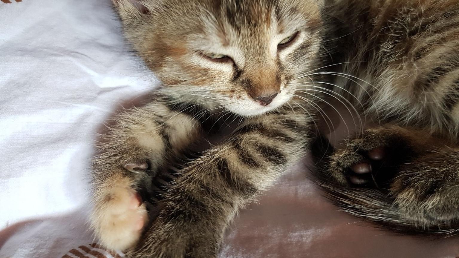 2 katzenbabys 16 Wochen in 35614 Aßlar für 60,00 € zum