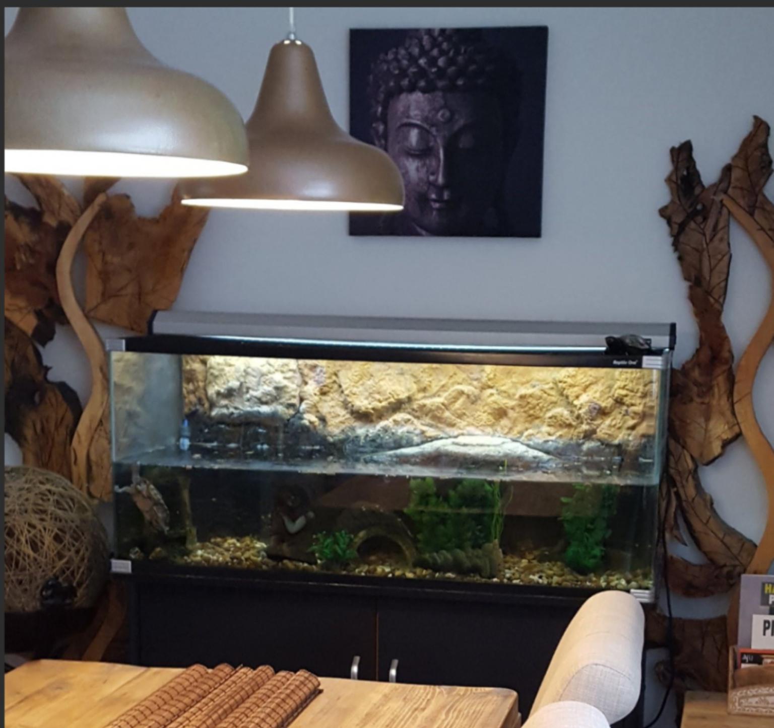Reptile One Pro 120 Turtle Tank FULL SET UP in London