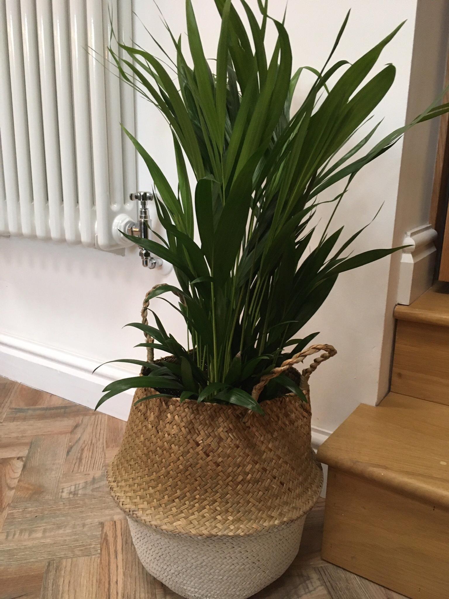Palm plant in large pot bellied basket in OL6 Tameside for £20.00 for