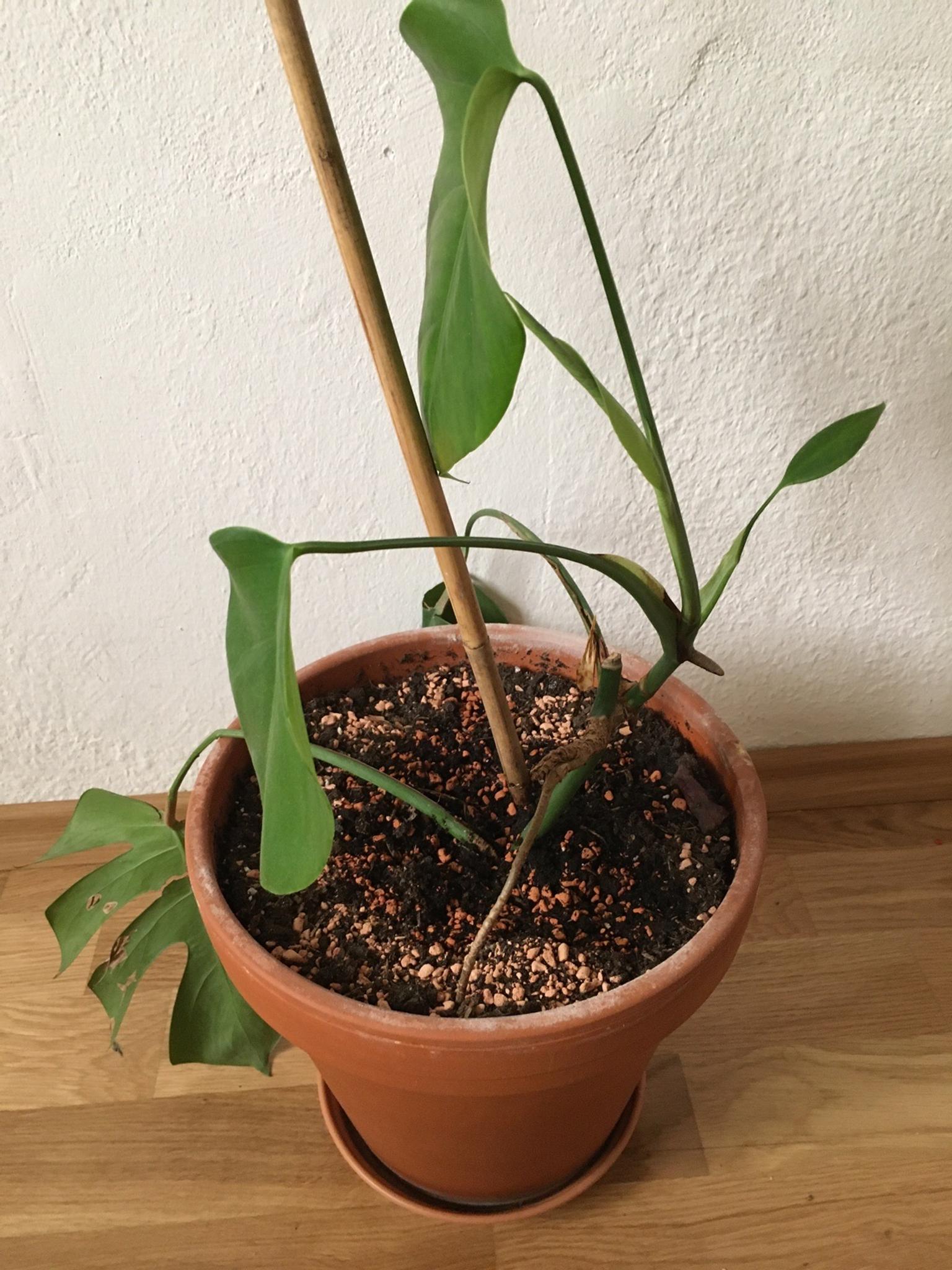 Pflanze in 6840 Götzis für gratis zum Verkauf Shpock AT