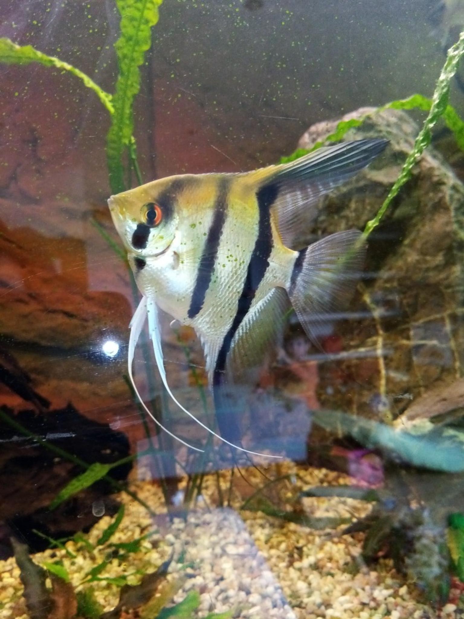 Aquarium 600L in 6863 Gemeinde Egg für € 380,00 zum
