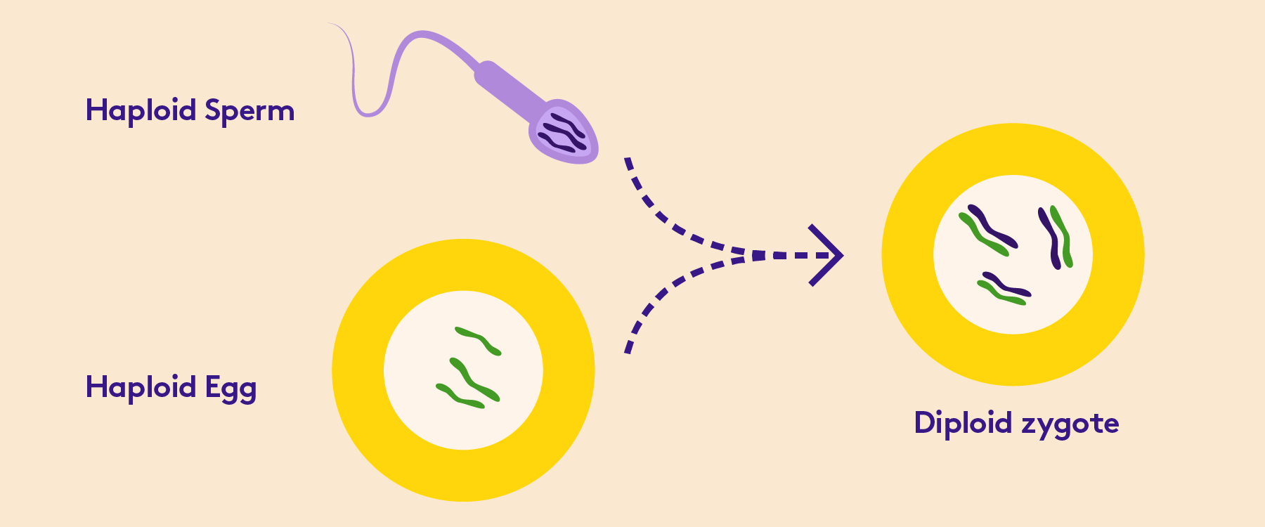 Embryology The MCAT inar
