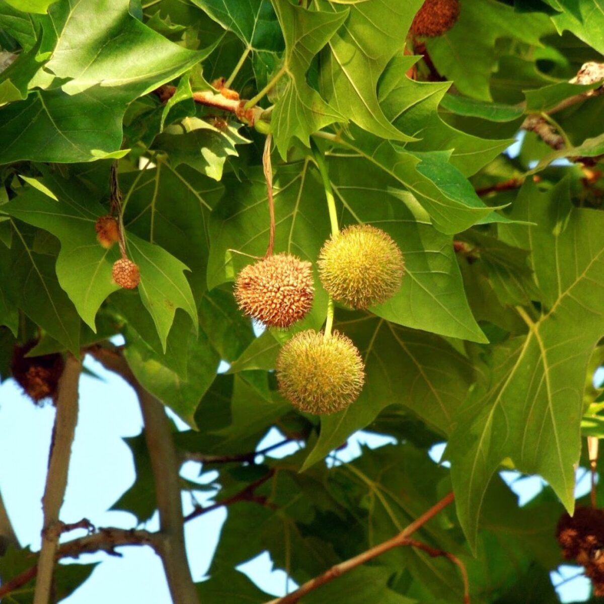 Árbol de plátano Bienestar y Salud WebMediums