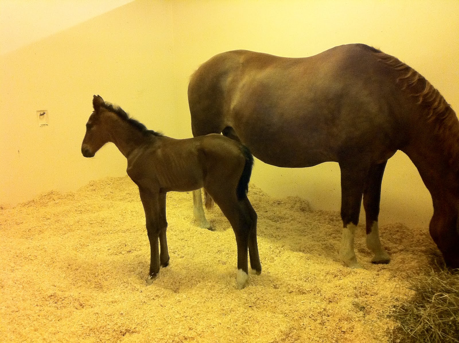 Djursjukhus Gemobladet.se