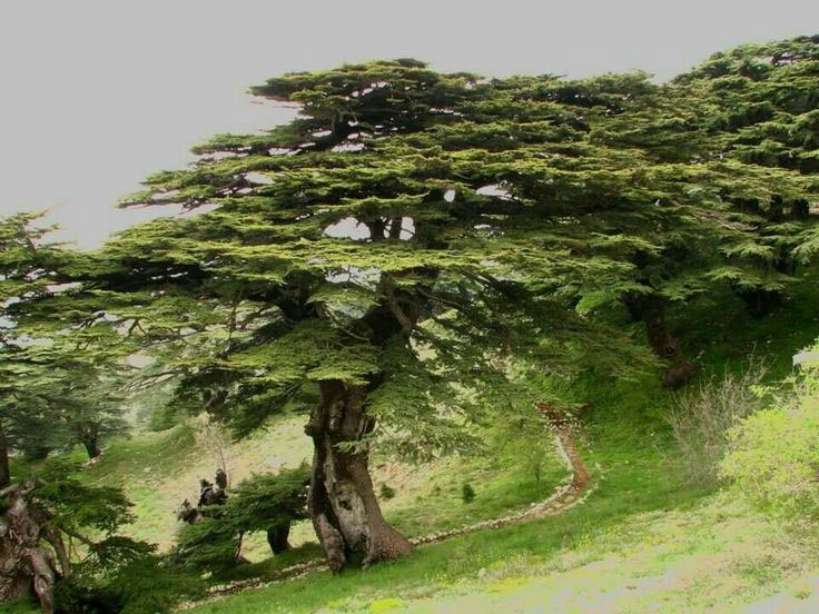Cedars of God Municipality of Bcharri Official Site الموقع الرسمي