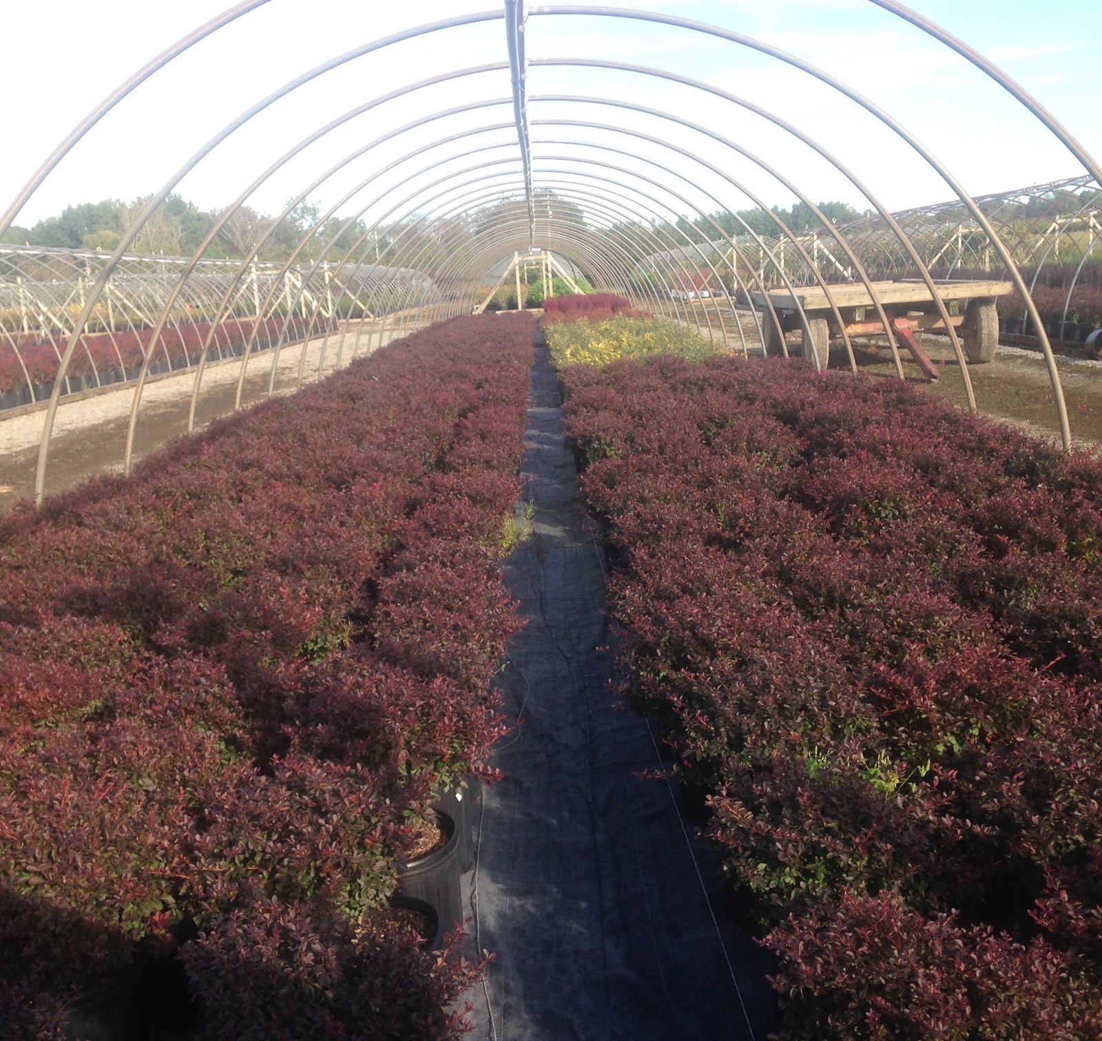 Nursery Fratangelo Gardens