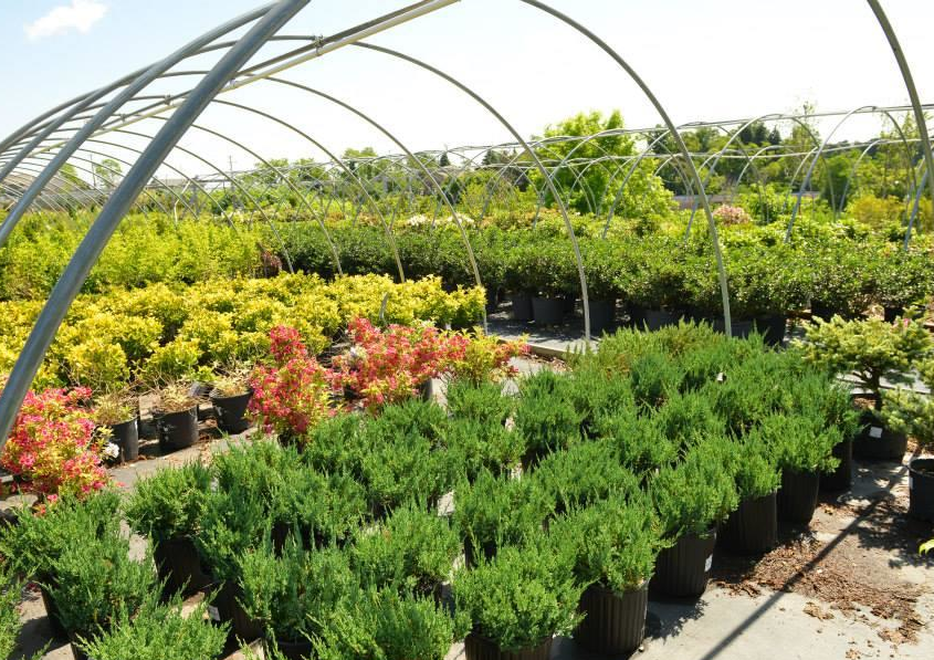 Nursery Fratangelo Gardens