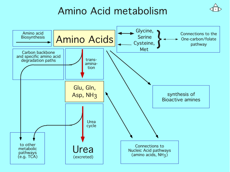 Amino Acid Metabolism Overview