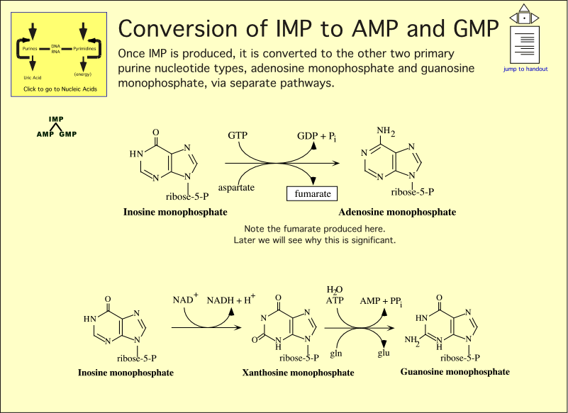 Conversion of IMP to AMP and GMP