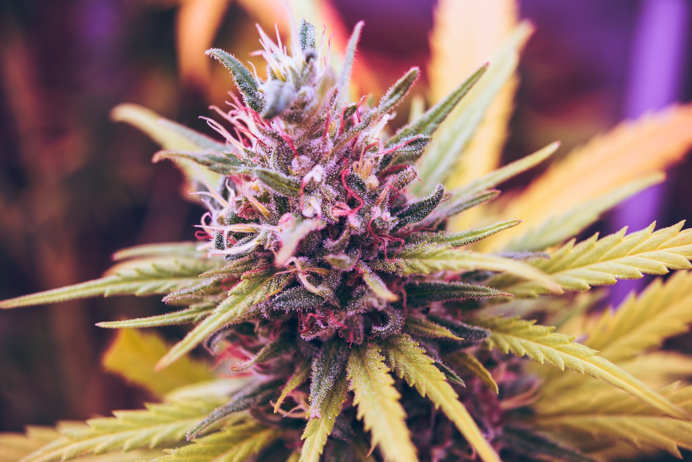 Special Sauce CBD Flower Benefits and Side Effects 2022 Tips WebSta.ME