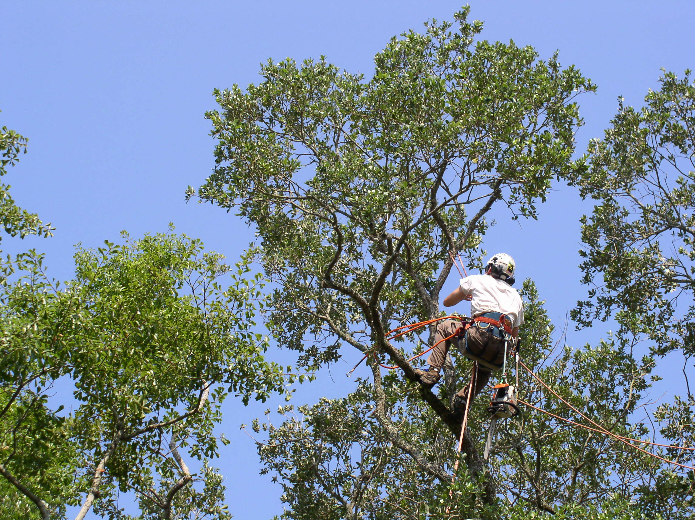 What to Look For When Hiring Professional Tree Services 2022 Guide