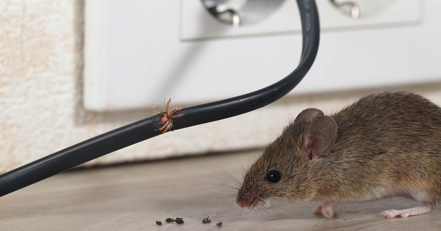 How to Spot Mice Before You Buy That Dream Home Sta.ME
