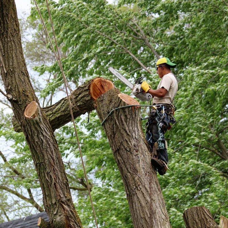 What Do Tree Service Technicians Do? Sta.ME