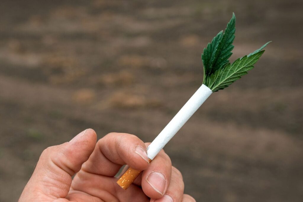 Healthier Puffs Embracing Hemp Cigarettes Sta.ME