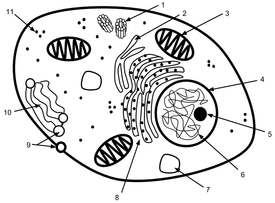 Cells clipart basic, Picture 166196 cells clipart basic