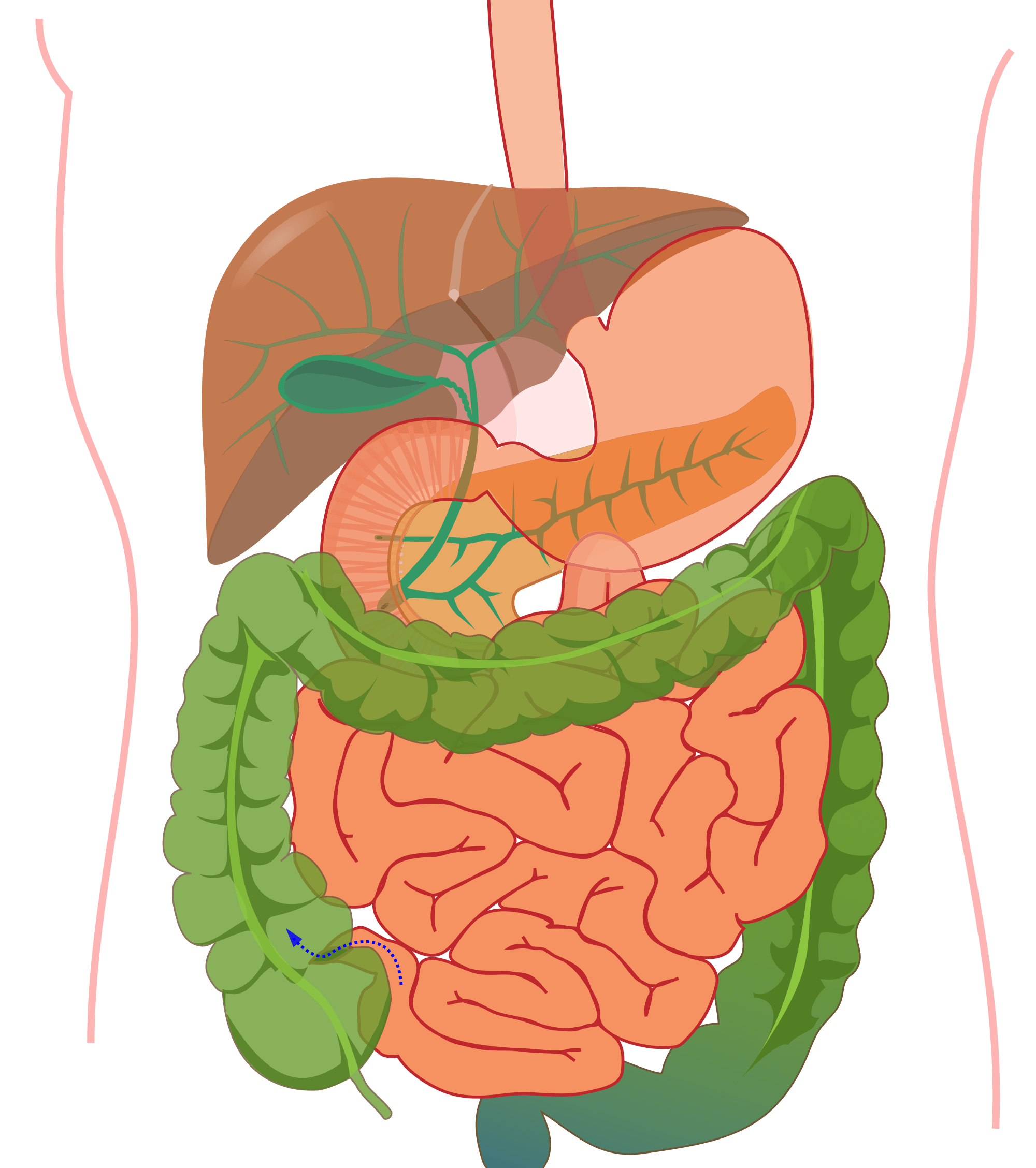 Fever clipart digestive problem, Fever digestive problem Transparent