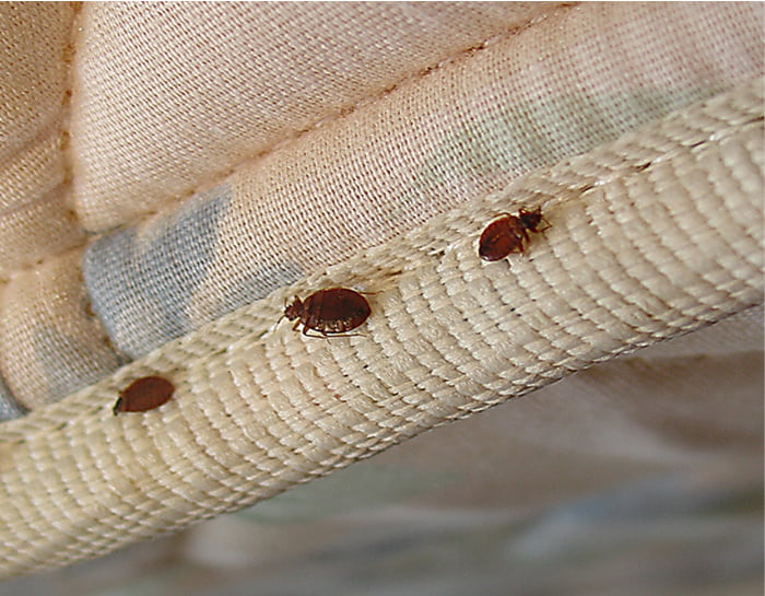 Bed bugs. What kind of pests they are and how to get rid of bed bugs