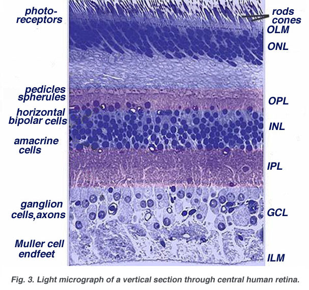 Simple Anatomy of the Retina by Helga Kolb vision