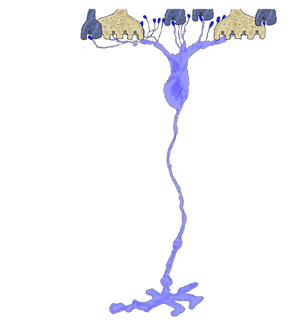 Retinal Degeneration, Remodeling and Plasticity by Bryan