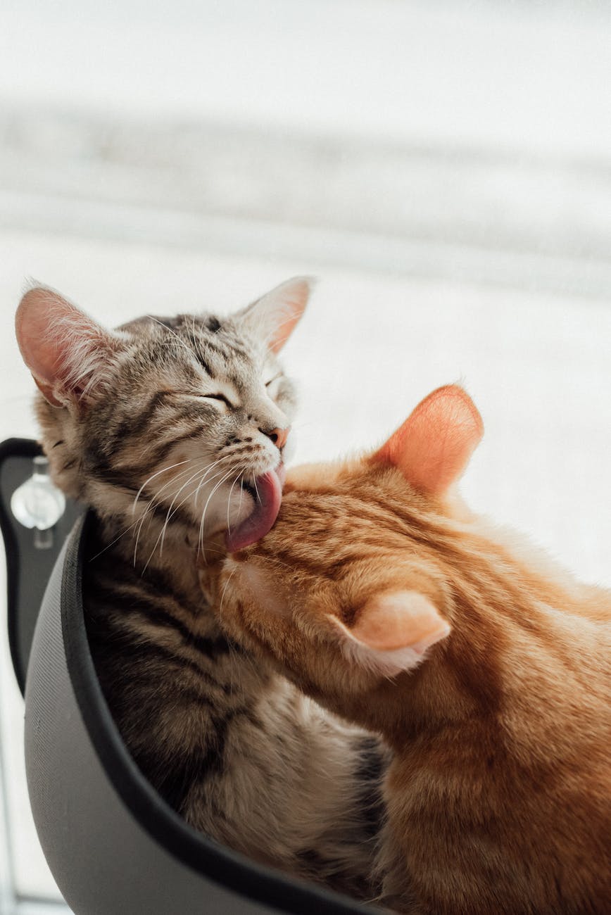 Why Does My Cat Lick My Face? WECATPEDIA.
