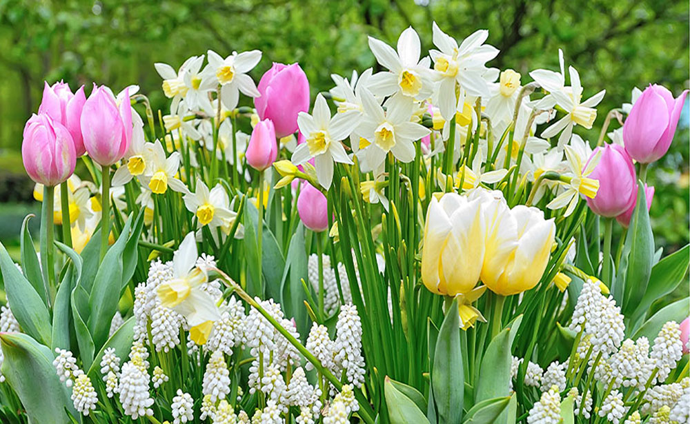 Plant spring bulbs with the WECH ‘Guerilla Gardeners’ Walterton and