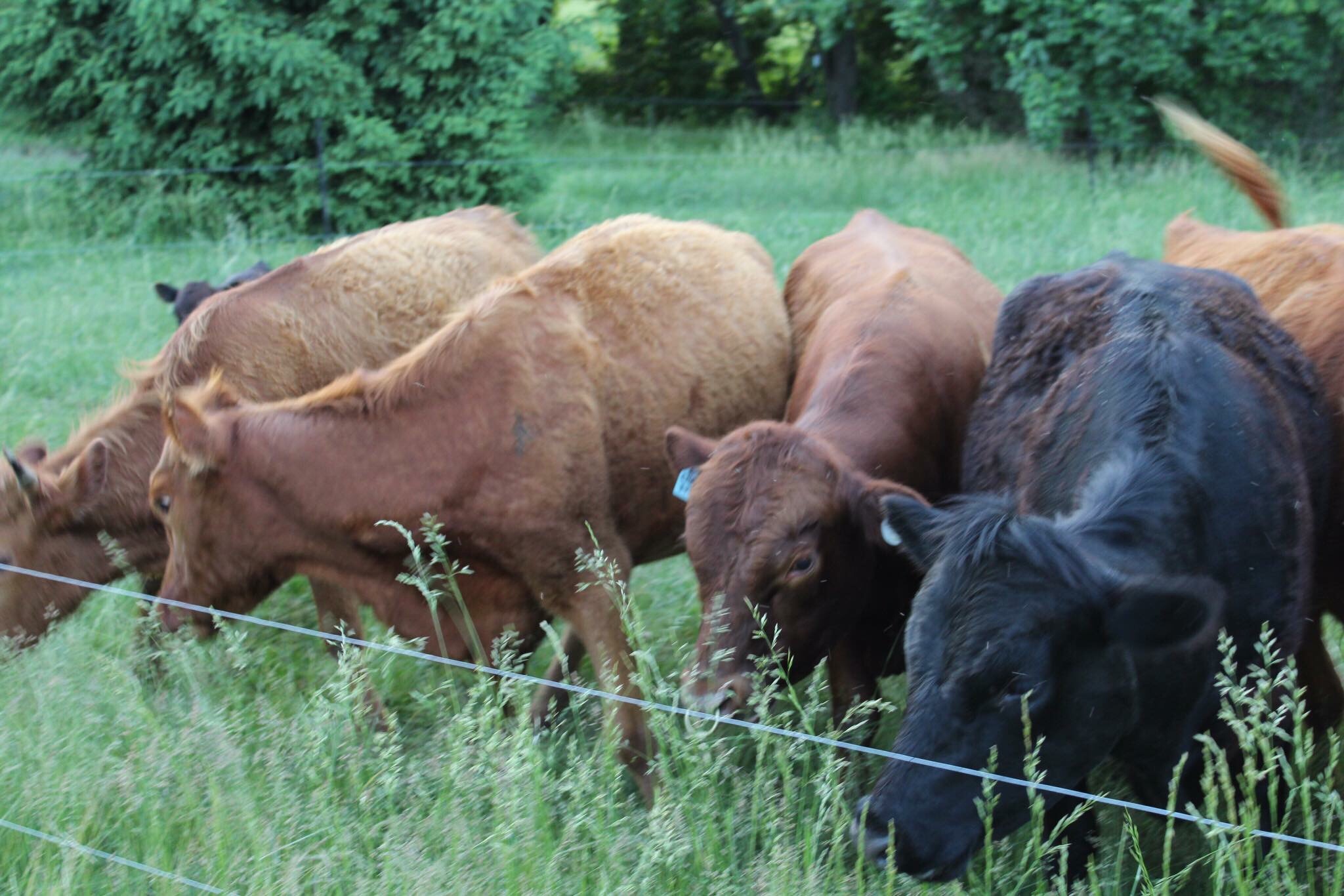 Why Dexters? Wits End Dexter Cattle Farm