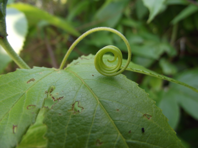 Banana passionfruit Weed Action Whangarei Heads