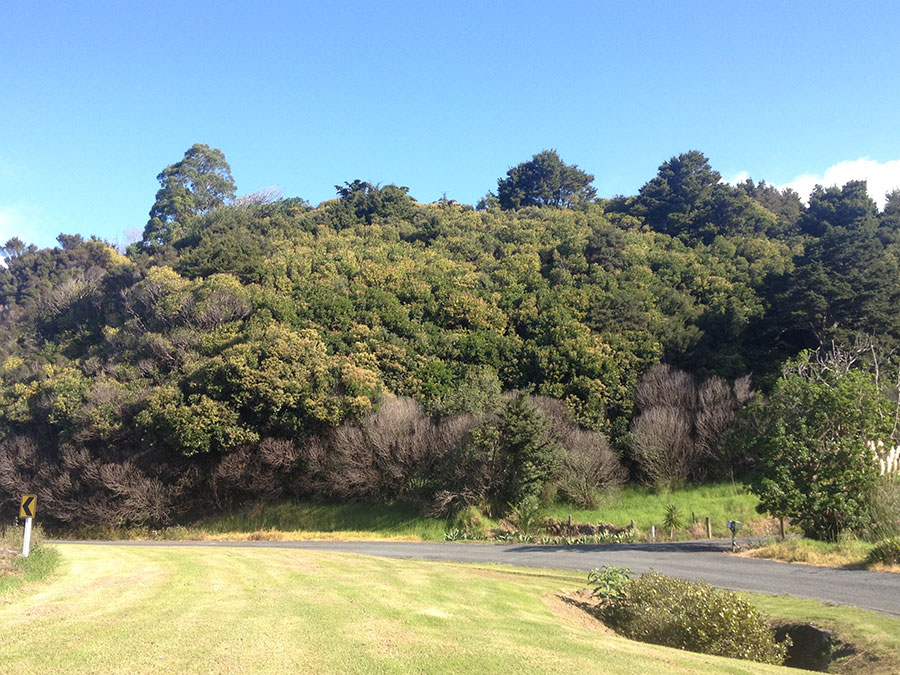 Tree privet Weed Action Whangarei Heads