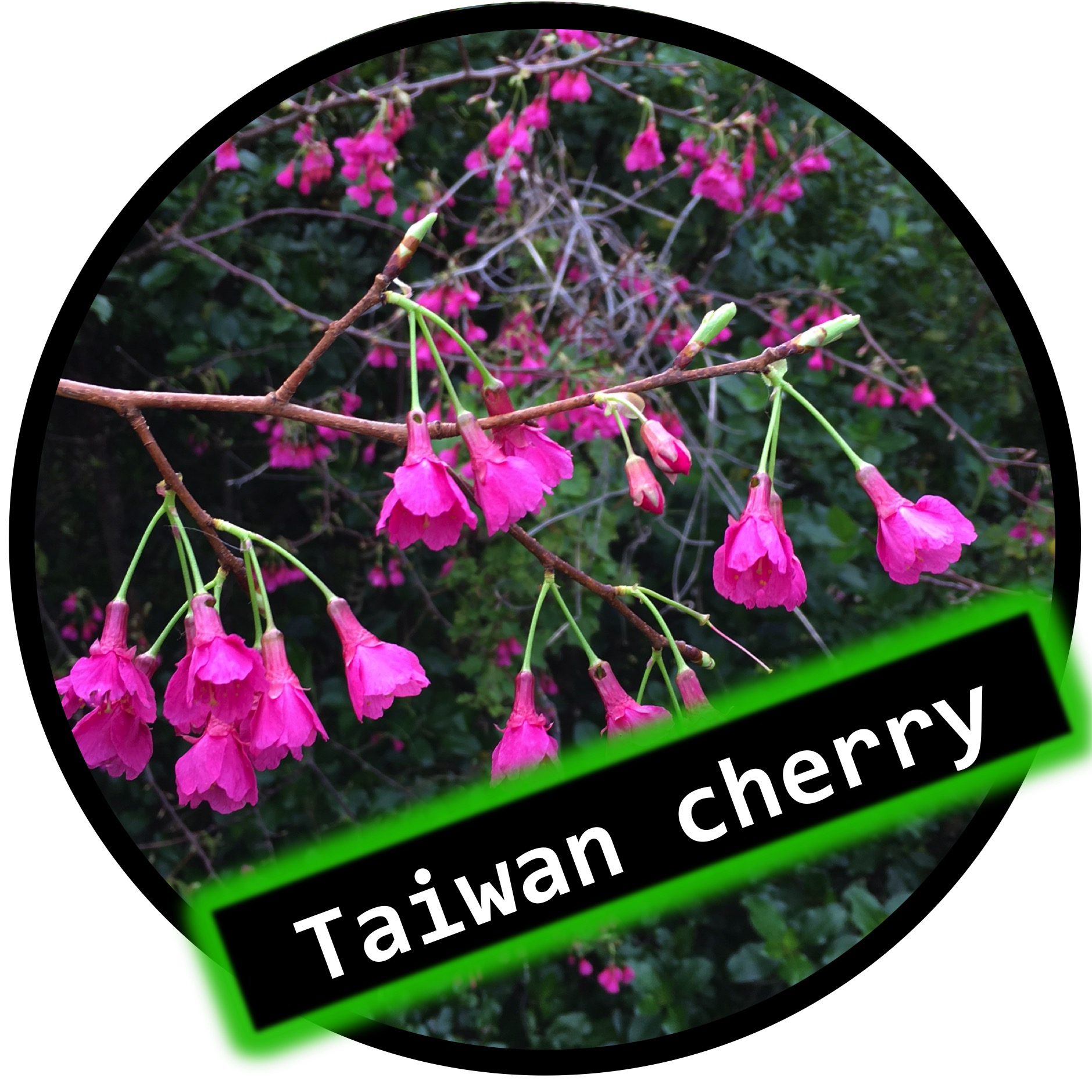 Weed of the Month Weed Action Whangarei Heads