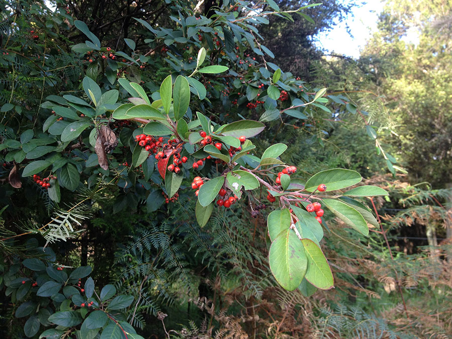 Cotoneaster Weed Action Whangarei Heads