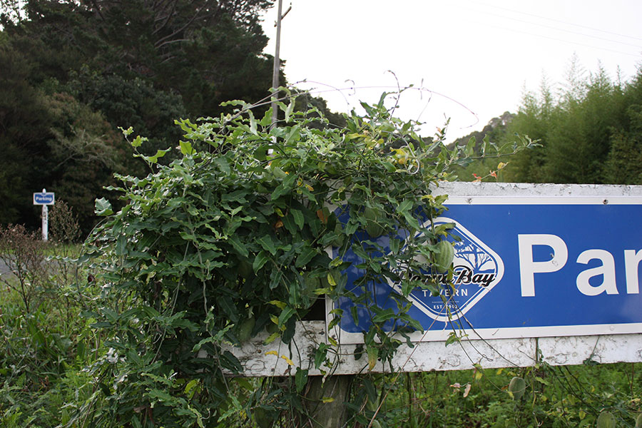 Moth Plant Weed Action Whangarei Heads
