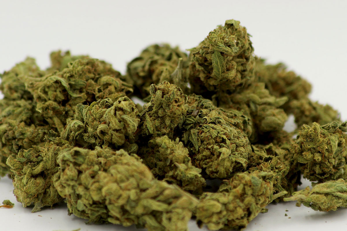 Gorilla Glue Cannabis Strain Information & Review