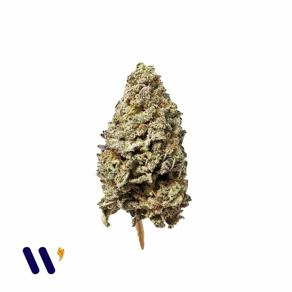 Top 38+ imagen gucci og strain Abzlocal.mx