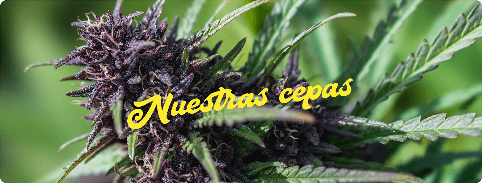 Cepas Weedco Nature's Pharma