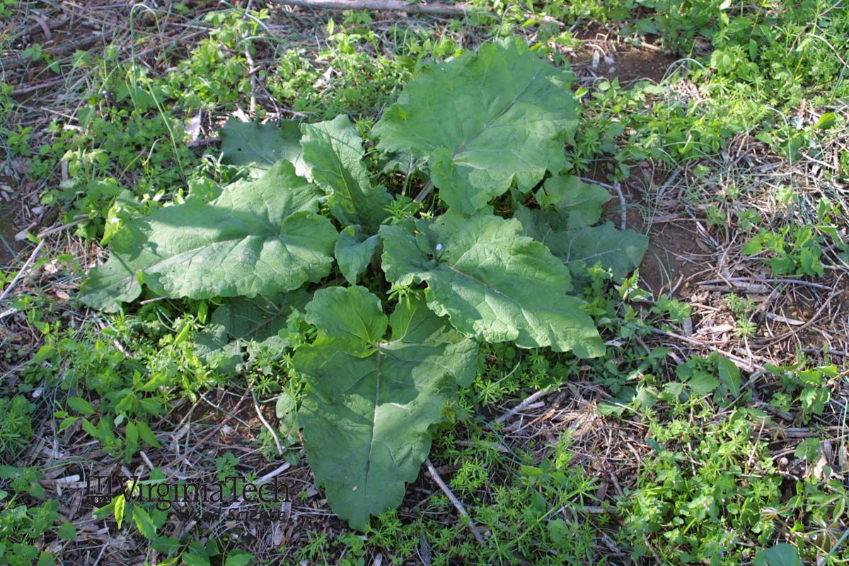 common burdock Arctium minus Weed Profile Weed Identification