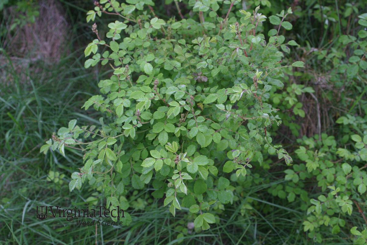 multiflora rose Rosa multiflora Weed Profile Weed Identification