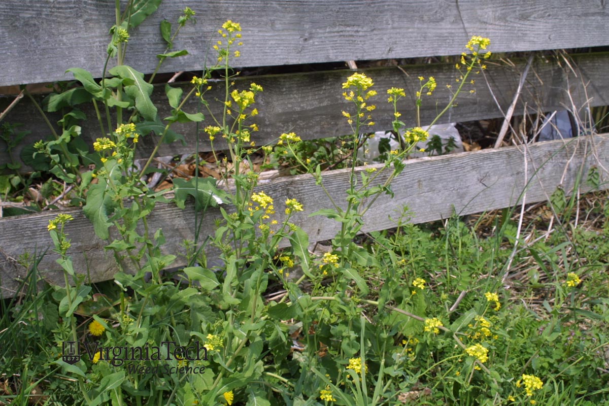 field mustard Brassica rapa Weed Profile Weed Identification