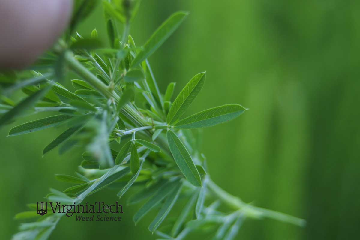 sericea lespedeza Lespedeza cuneata Weed Profile Weed Identification