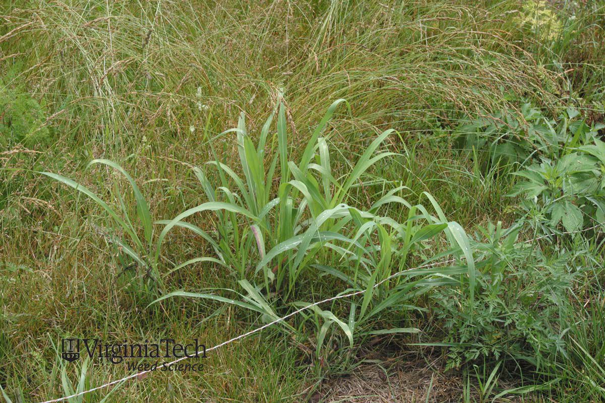 Johnsongrass halepense Weed Profile Weed Identification
